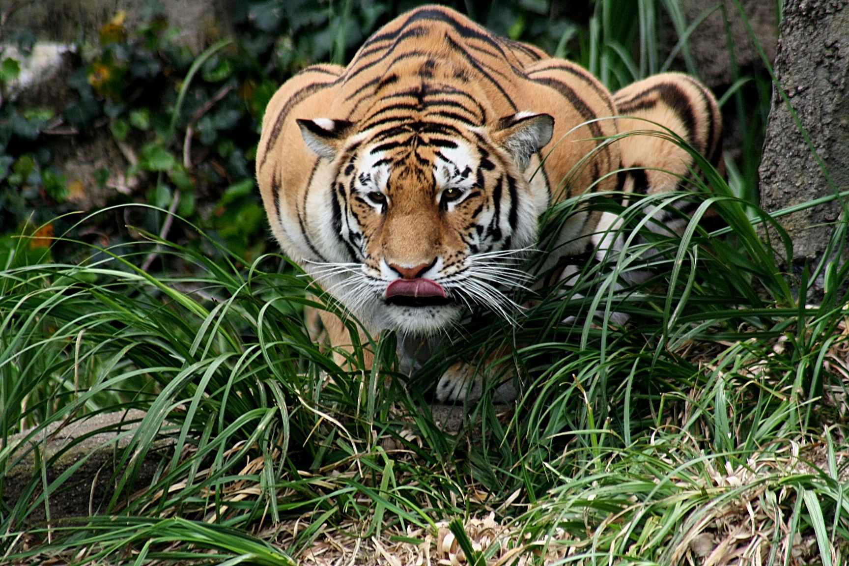 Tiger Who Killed Zoo Visitor in India Was Being Held Captive - Their Turn