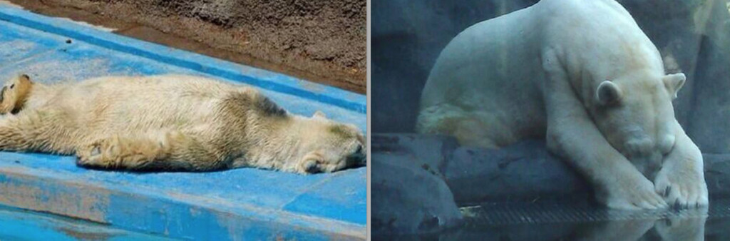 Polar bear Arturo is depressed and shows signs of insanity