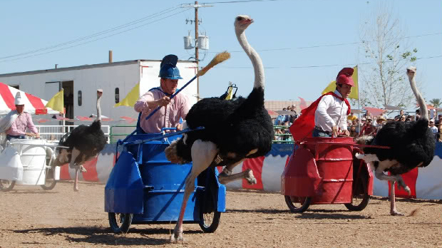 Ostriches pulling chariots around a track