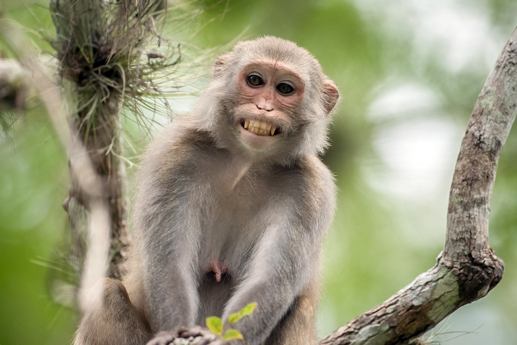 Monkeygate Bewildered Florida Residents Discover Another Secret Monkey 