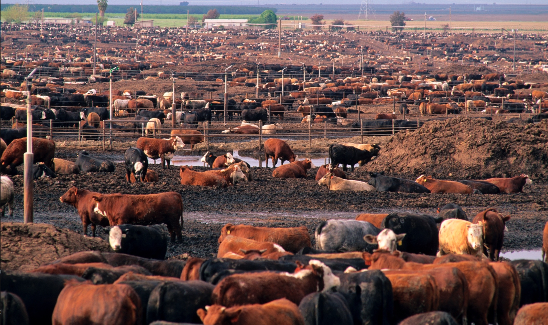 Industrial Livestock Production