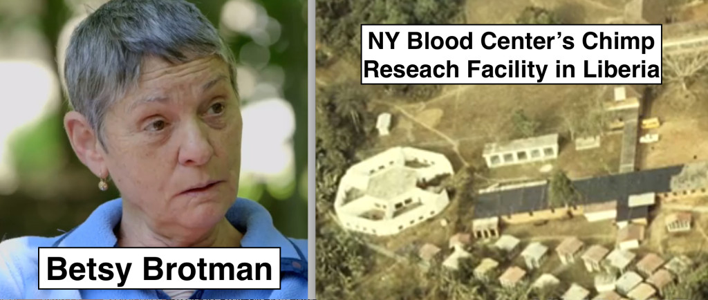 Betsy Brotman ran the NY Blood Center's chimp research facility in Liberia