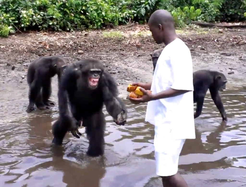 Caretaker feeds New York Blood Center's former lab chimps