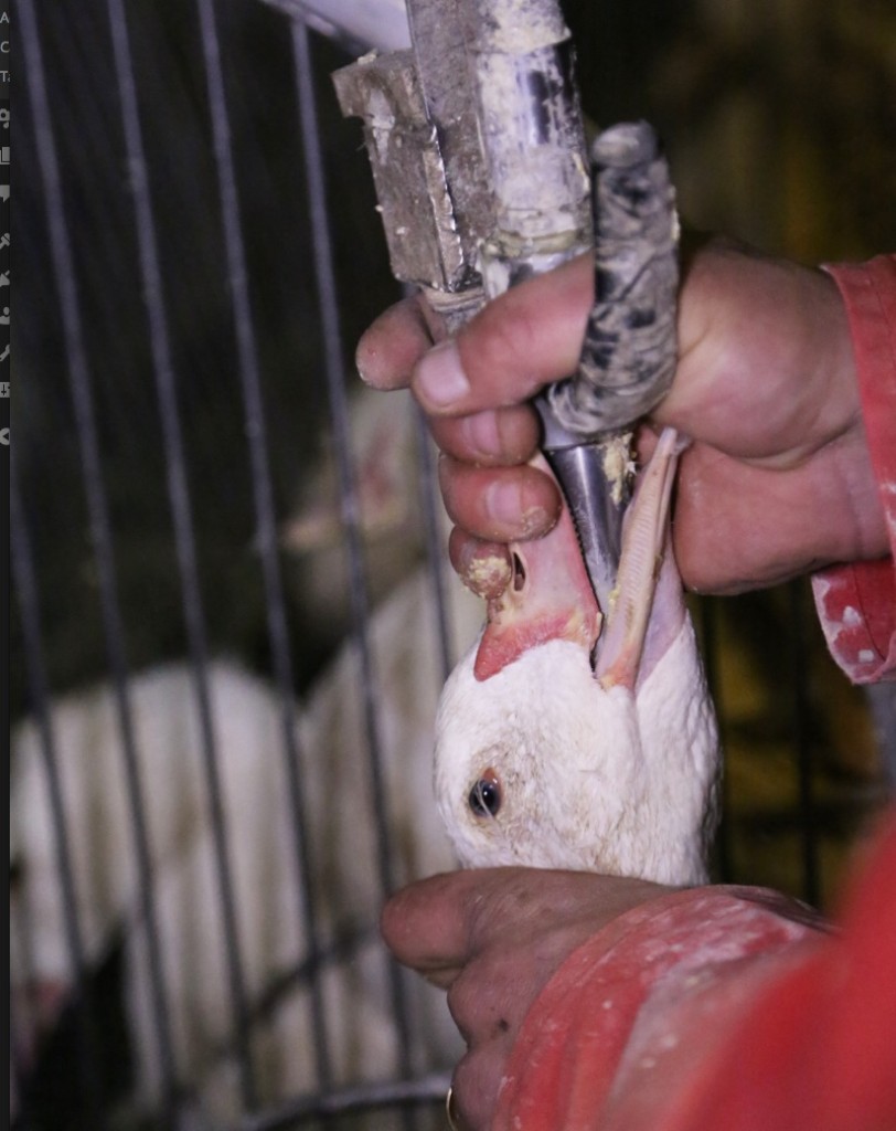 Force-feeding of a goose to make foie gras