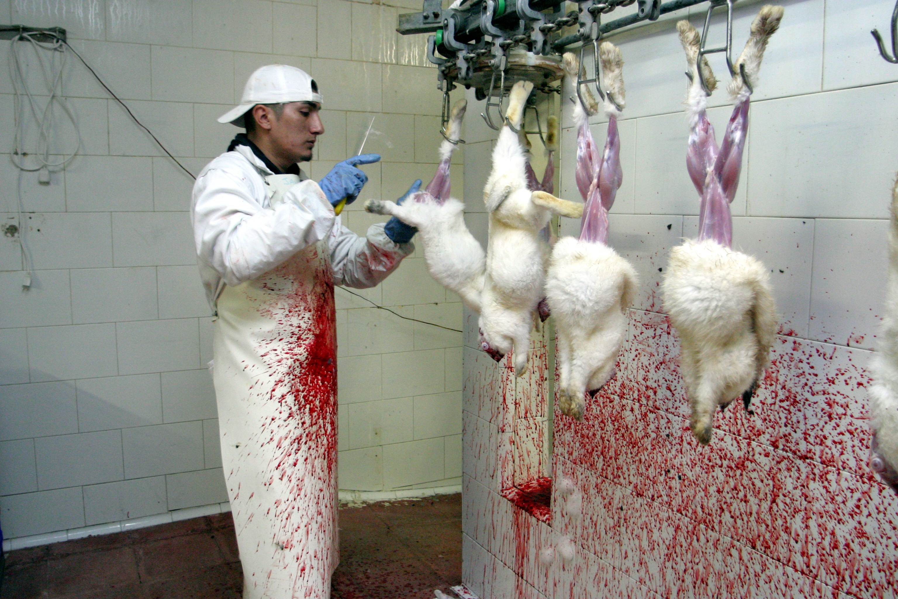 Animal Aid & PETA Petition For CCTV in . Slaughterhouses - Their Turn