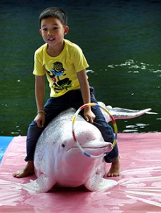 Pattaya Dolphin World (EPA Photo)
