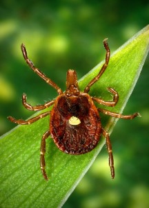 Lone Star tick. (AP Photo/Centers for Disease Control and Prevention, James Gathany)
