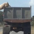 Pig escapes animal rights