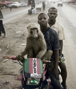 captive monkey Nigeria