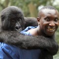 endangered mountain gorilla