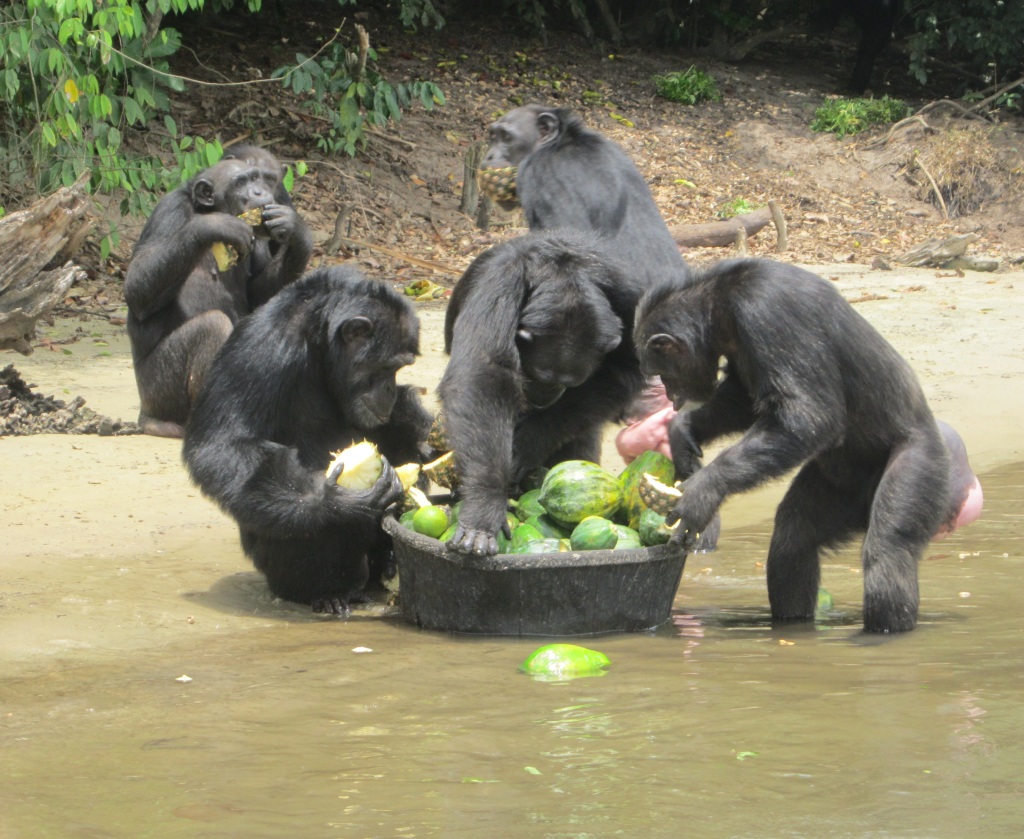 Former lab monkeys, Monkey Island (photo: liberiana.wordpress.com)