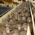 Live export of sheep from Australia to the Middle East and Asia