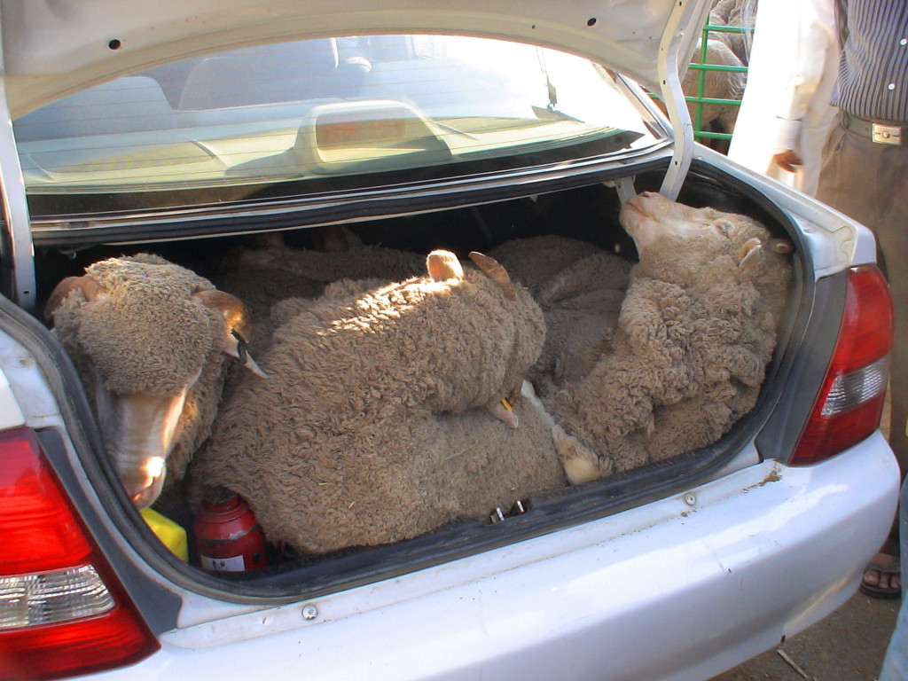 Live sheep exported from Australia