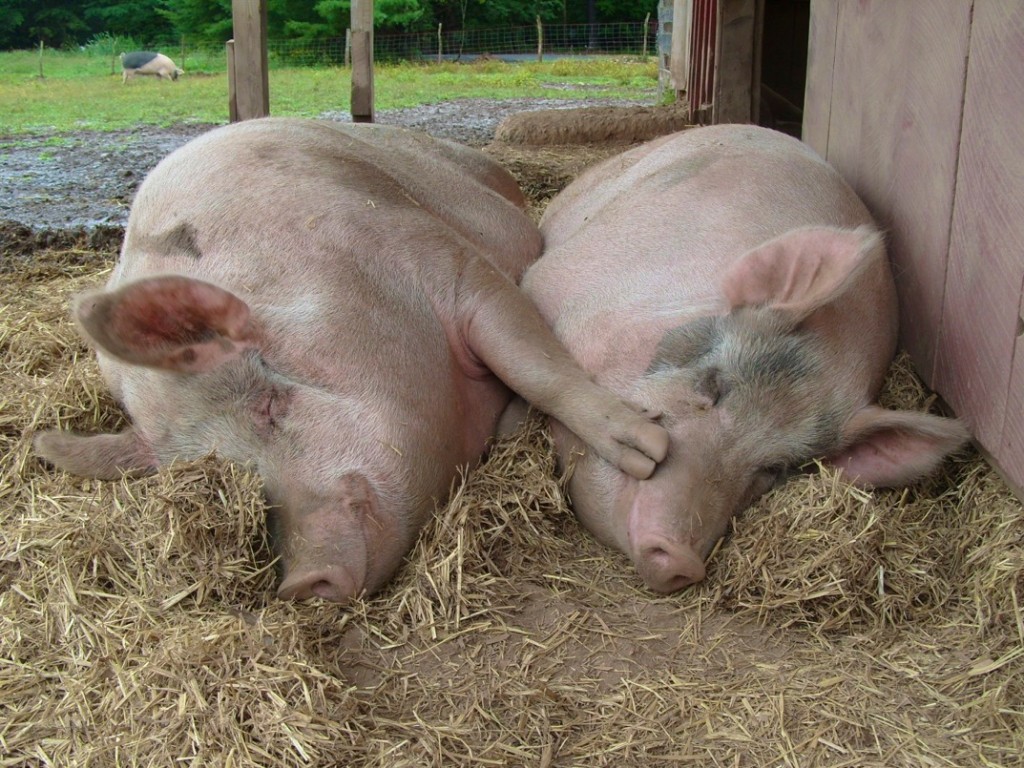 Photo: Woodstock Farm Animal Sanctuary