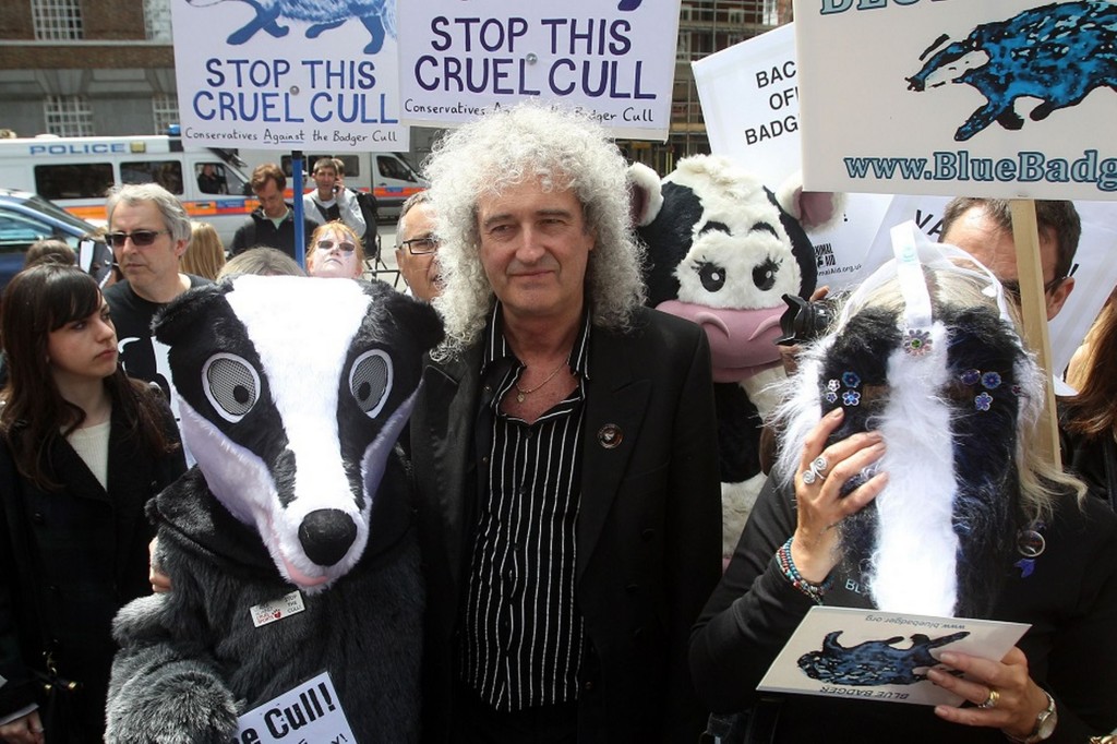 Brian May of the band Queen protests the badger cull in 2013 (photo: The Mirror)