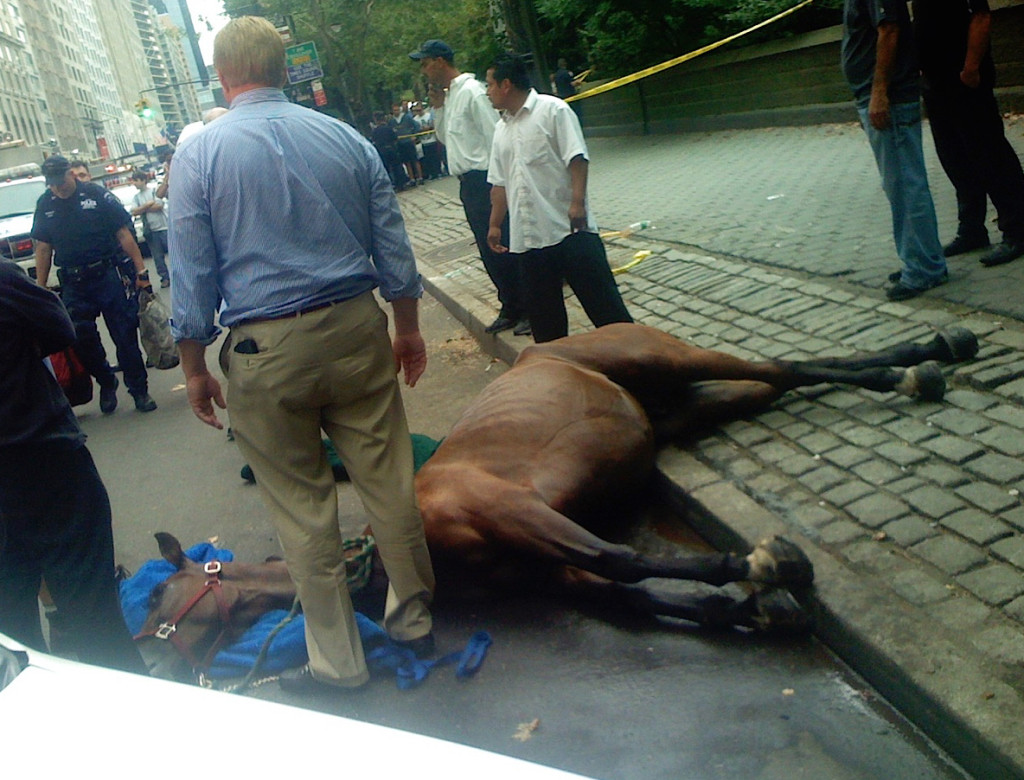 Smoothie crashed into a tree and died after spooking in midtown Manhattan.