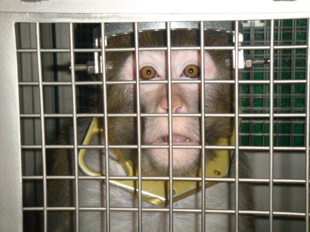 lab monkey