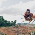 organutans - victims of palm oil cultivation