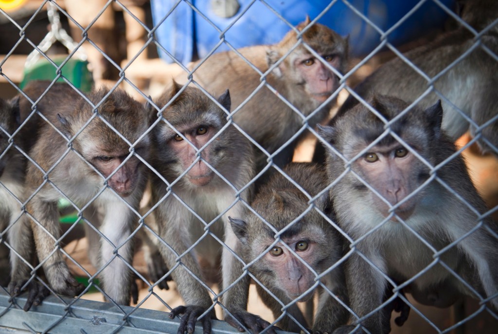Monkey breeding farm (photo: Alon Ron)