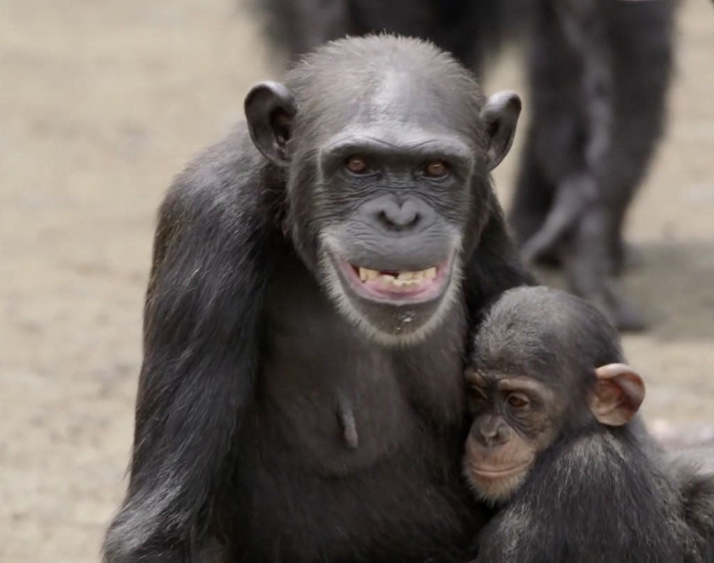 monkey-island-chimp