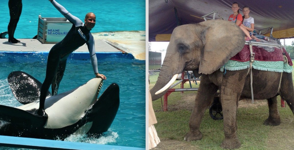 Lolita being used as a surfboard; arthritic Nosey gives rides to unsuspecting children