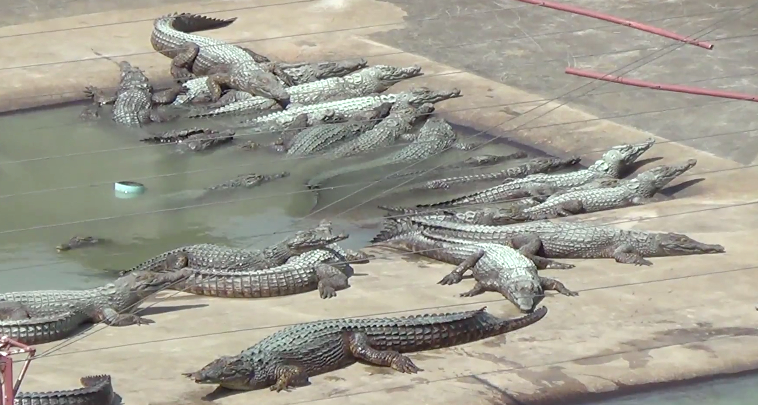Hermès is exploiting Australian crocodiles