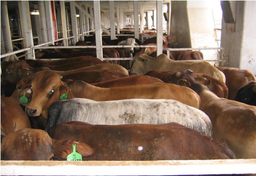Live cattle on a typical transport live