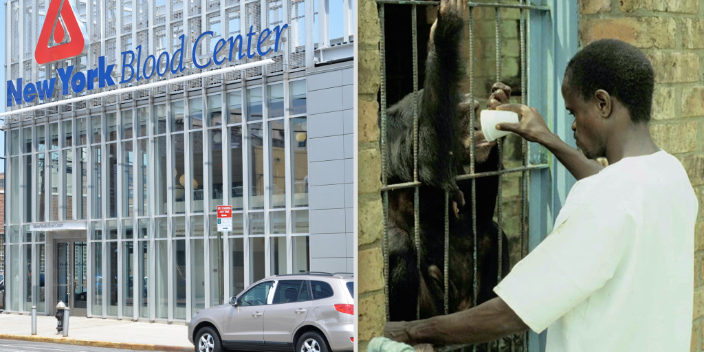 NYBC has abandoned chimps who they used in experiments in Liberia from 1974 - 2006