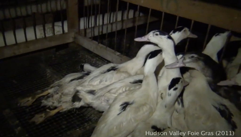 Ducks cower in fear at the side of their cage at Hudson Valley Foie Gras (photo: still shot from footage taken by Amber Canavan)