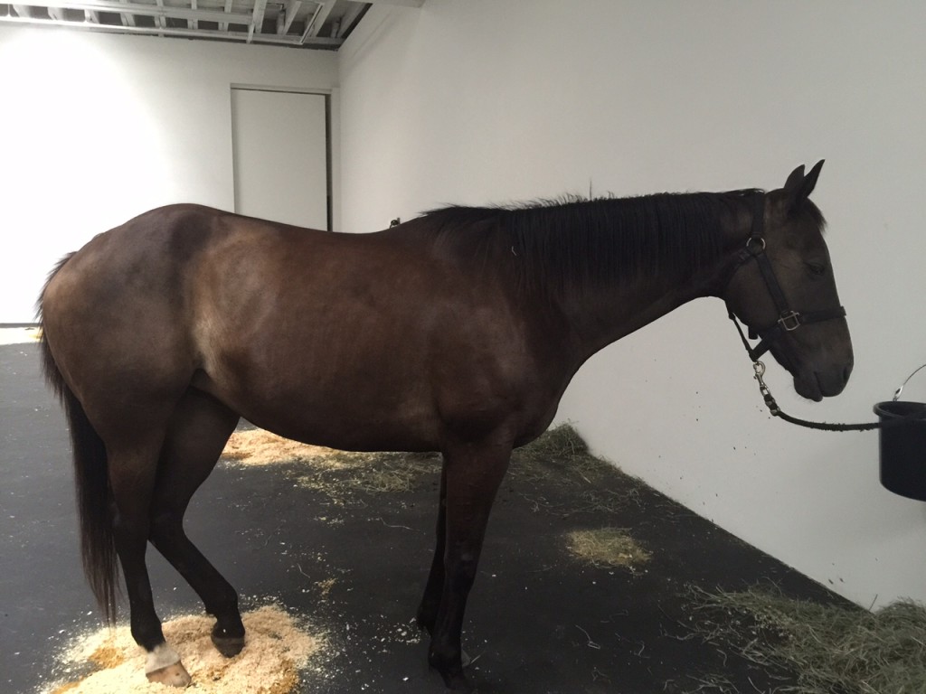 One of 12 horses tethered to the wall at Gavin Brown's art gallery in New York City