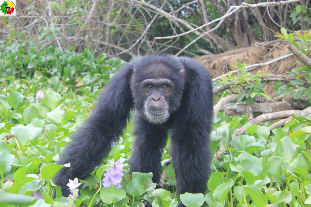 Ponso is the sole survivor of a colony of 20 chimps abandoned by NYBC in the Ivory Coast