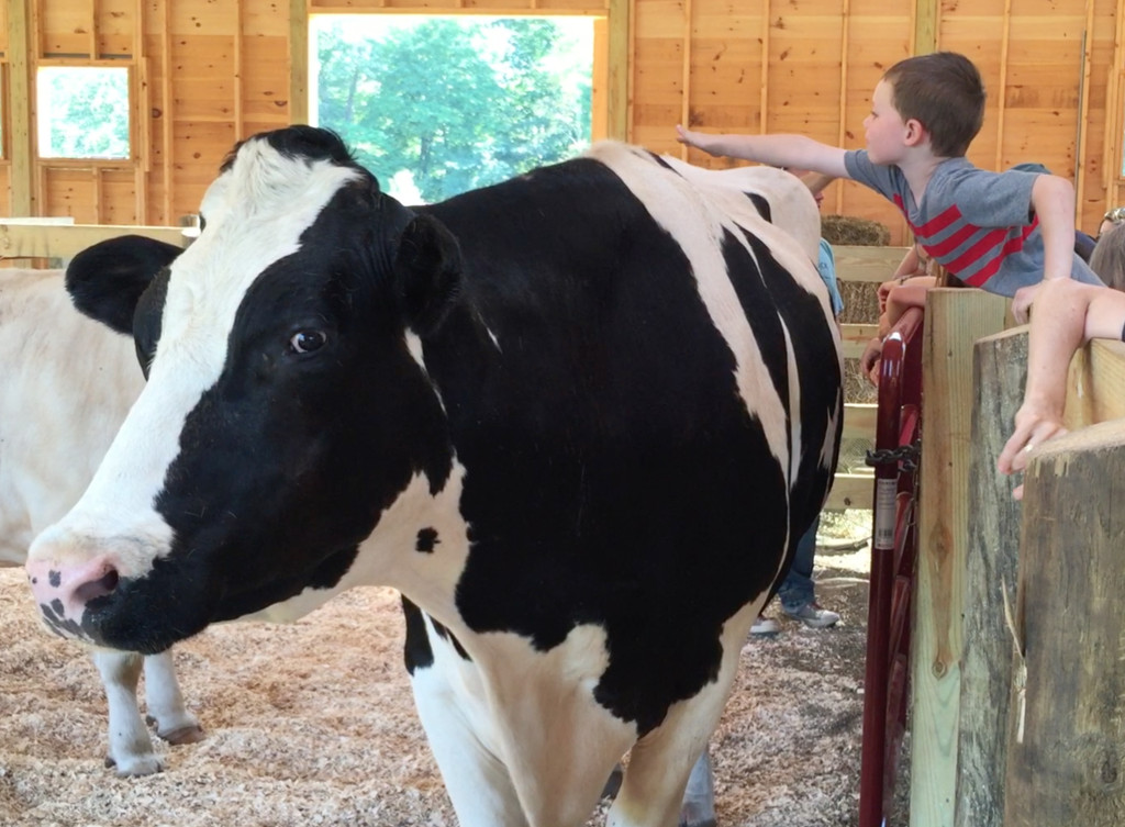 Visitor pets cow at Woodstock Farm Sanctuary Grant Re-Opening