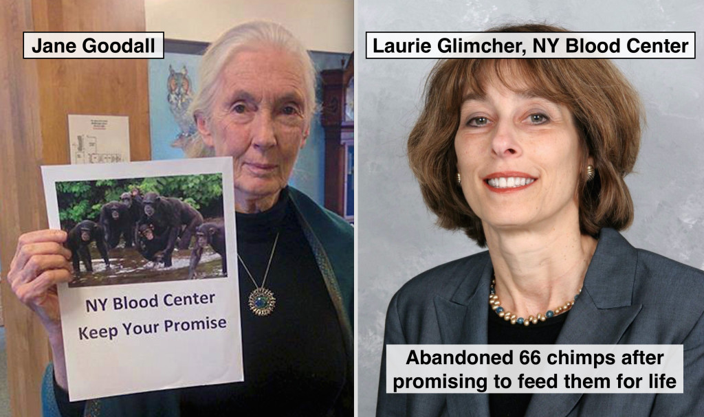 In a letter to the NY Blood Center, Jane Goodall said the organization has a moral obligation to pay for the chimps' care.
