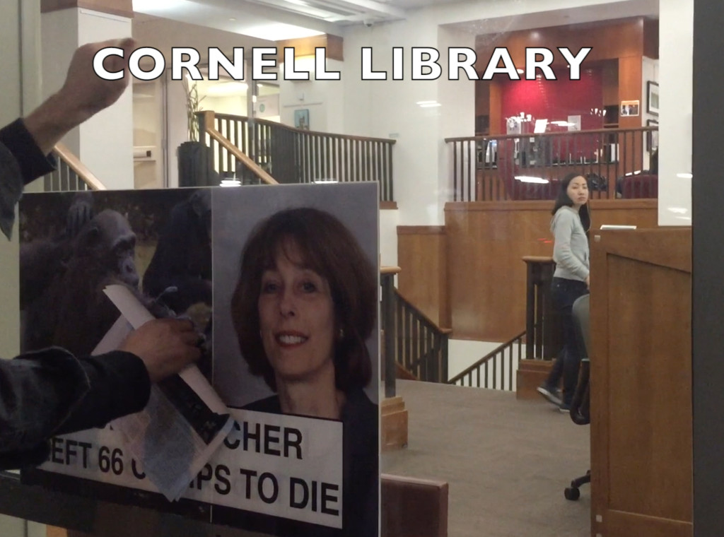 Activists knock on the window at Cornell Medical School's library to ensure that students know that their Dean, Laurie Glimcher, abandoned chimpanzees with no food or water.