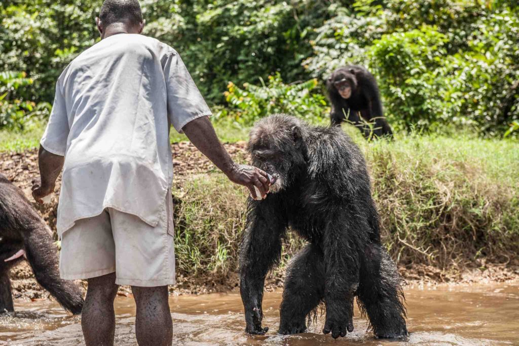 Liberians hired by HSUS feed the chimps abandoned by the New York Blood Center