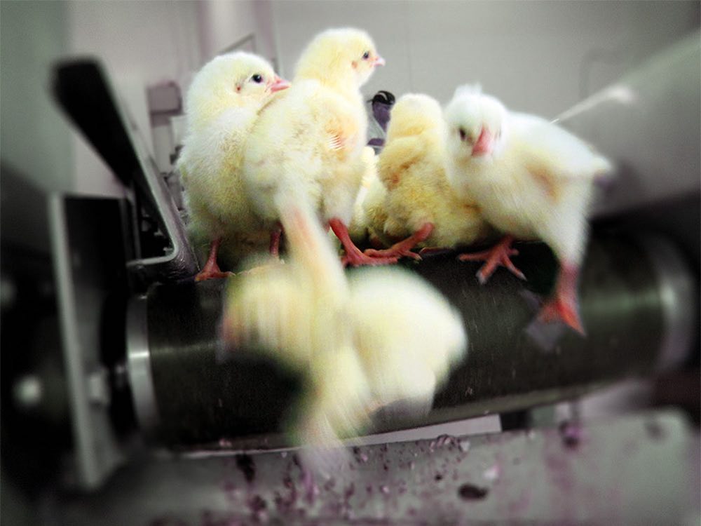 Germany's Decision to Affirm Legality of Male Chick Shredding Shines