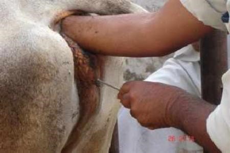 A female cow undergoing the process of artificial insemination.