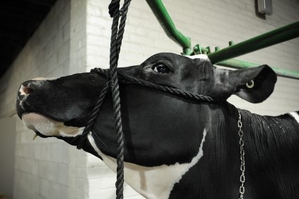 A restrained female cow undergoing artificial insemination.