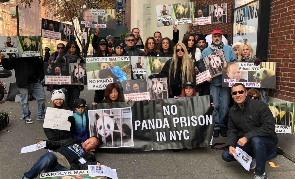Animal rights activist protest Carolyn Maloney's effort to lease pandas from China