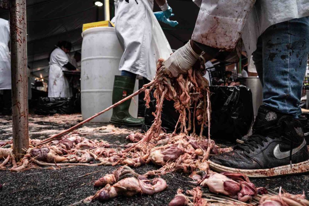 Photo of chicken parts on a public street in Brooklyn during Kaporos, an annual ritual animal sacrifice 