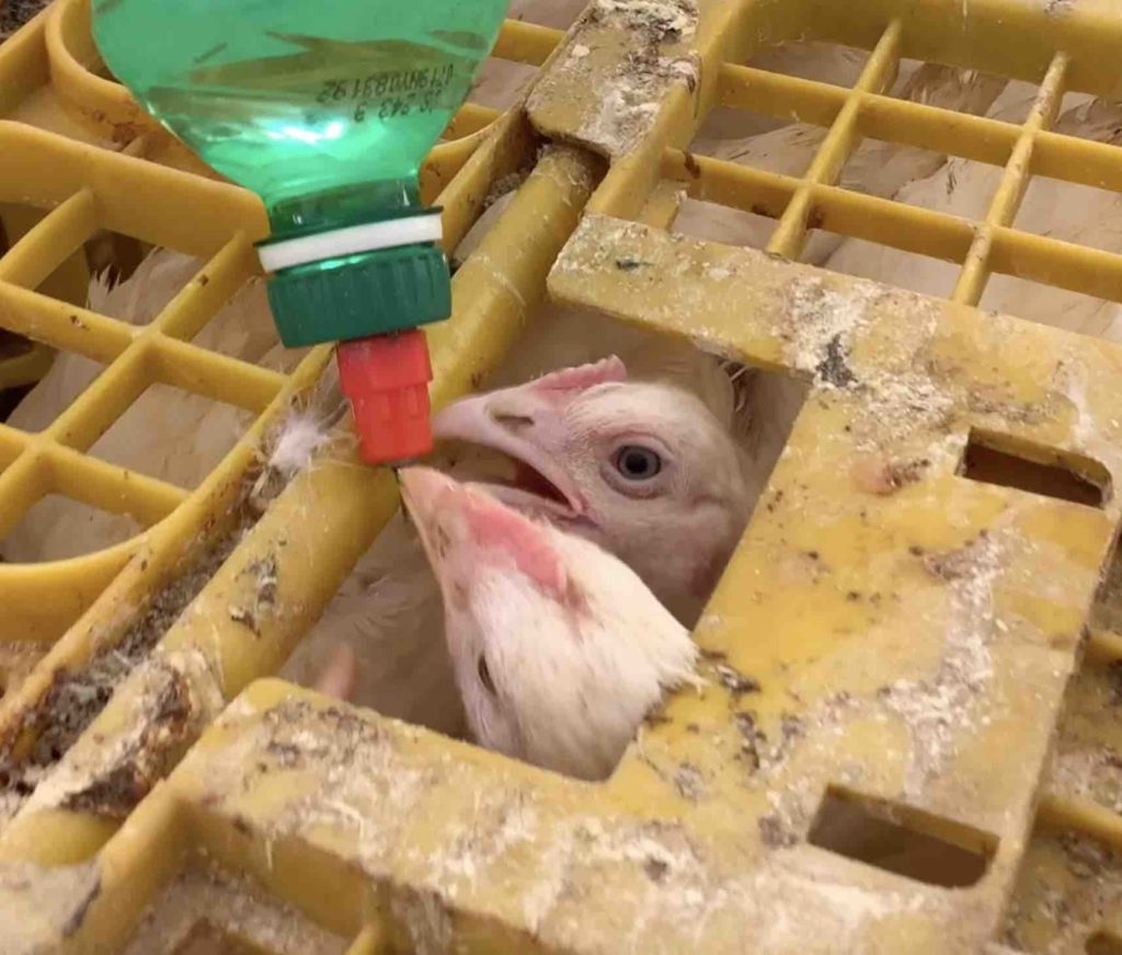 Animal rights activists provide water to some of the chickens who are stacked in crates for up to several days with no nourishment.