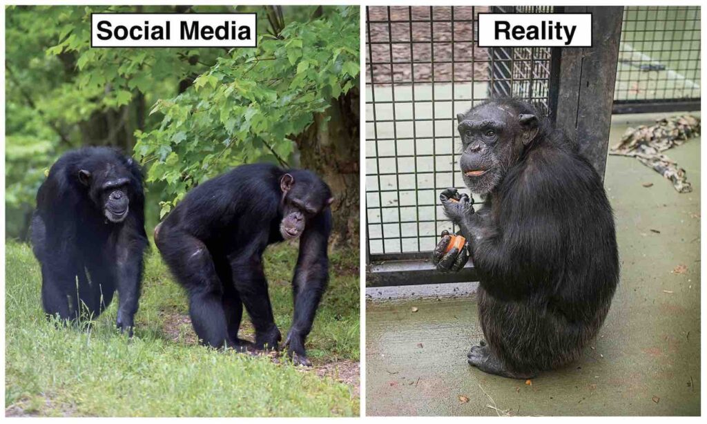 The 82 chimpanzees at HSUS sanctuary Project Chimps have access to the outdoors just once every three days, but Project Chimps' public statements and social media posts suggest that they spend every day in a natural setting.