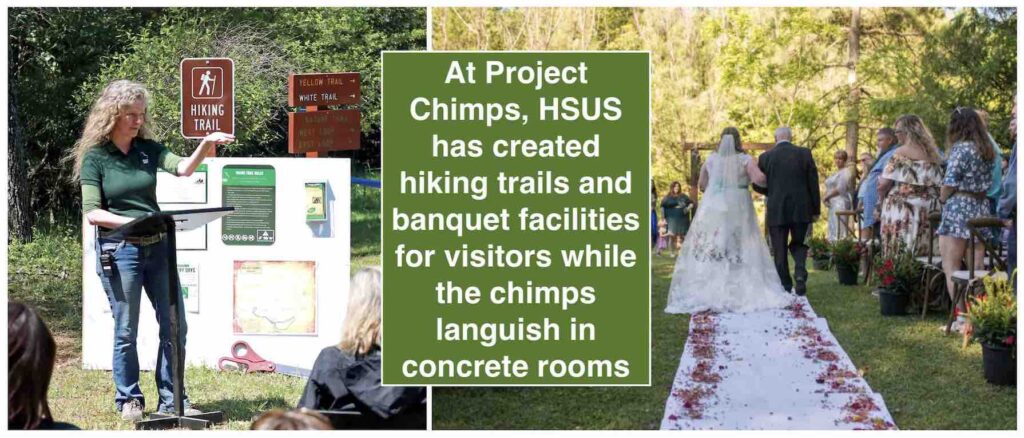 Projekte Šimpanzės HSUS pirmenybę teikė patogumams turistams, o ne kai kuriems pagrindiniams šimpanzių poreikiams.