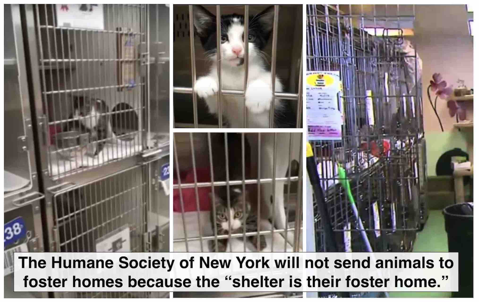 Animals Languish in Prominent NYC Shelter That's Keeping Out The Public  Under False Pretenses - Their Turn