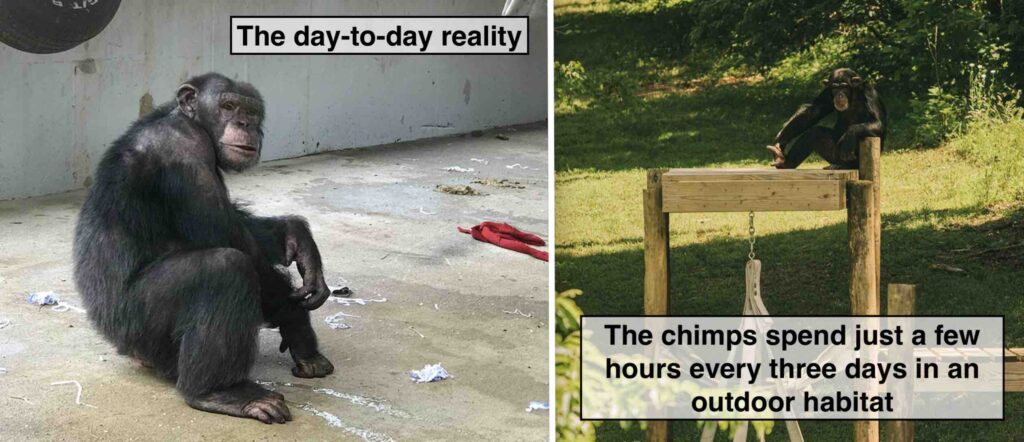 Projekte Šimpanzės, Humane Society šimpanzės "šventovė" Gruzijoje 77 šimpanzės didžiąją laiko dalį praleidžia betoninėse patalpose.