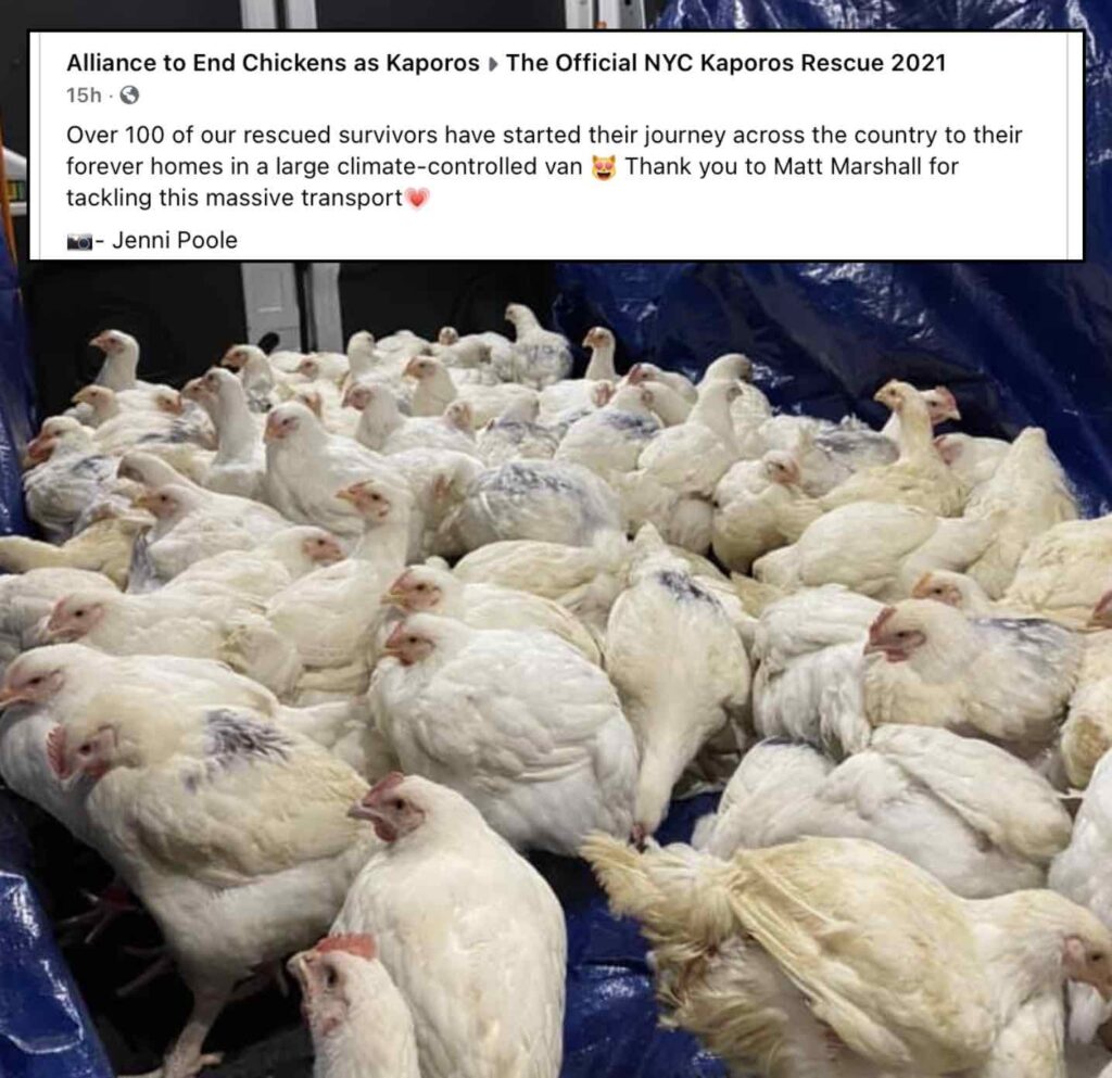 In the days leading up to Yom Kippur, activists with the Alliance to End Chickens as Kaporos rescued 708 chickens and transported them to farm animal sanctuaries around the country.