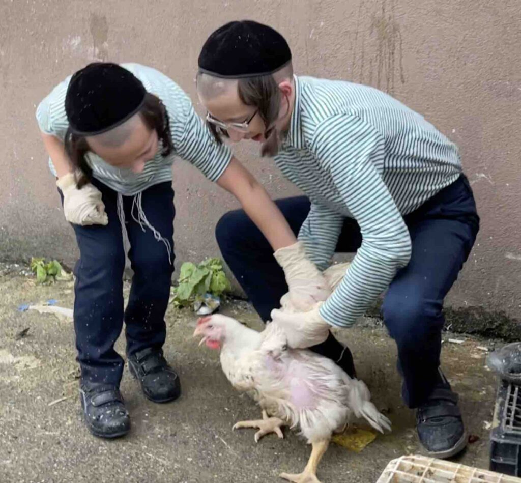 In Brooklyn, tens of thousands of Orthodox Jews swing chickens around their heads as part of an annual ritual sacrifice called Kaporos.
