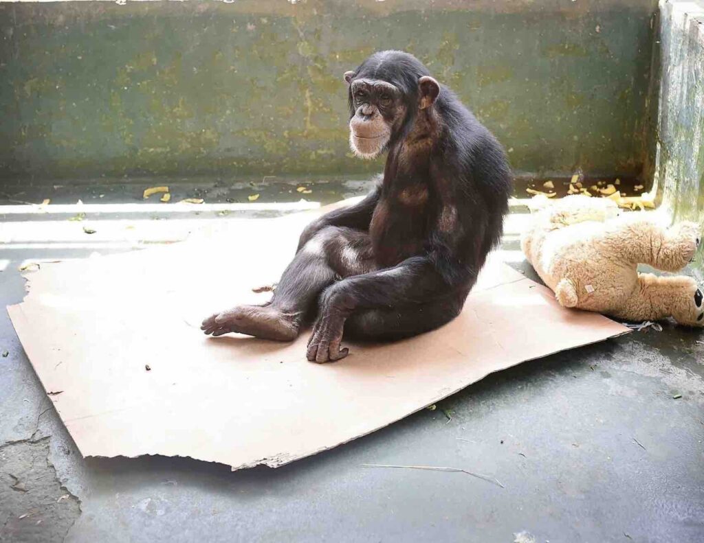 Project Chimps, an HSUS chimpanzee sanctuary in Georgia that has been in the spotlight since 2020 over poor animal welfare conditions