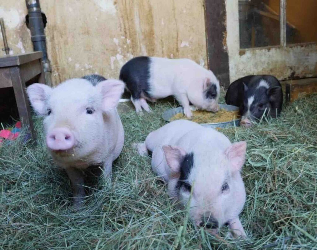 Some of the stars of UnChainedTV's reality show Pig Little Lies