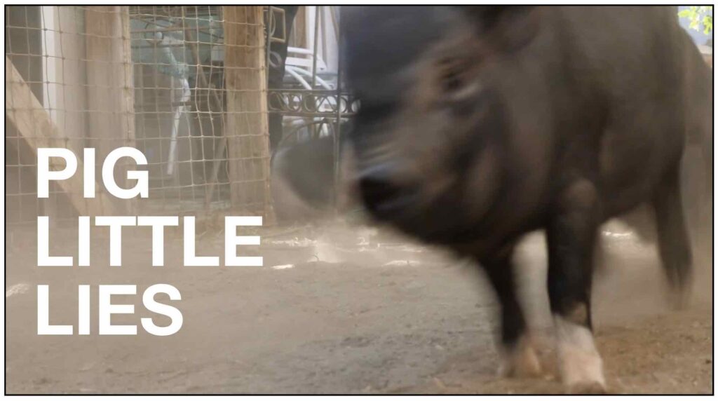 Pig Little Lies, a new TV series on UnChainedTV, is the first animal rights themed reality show